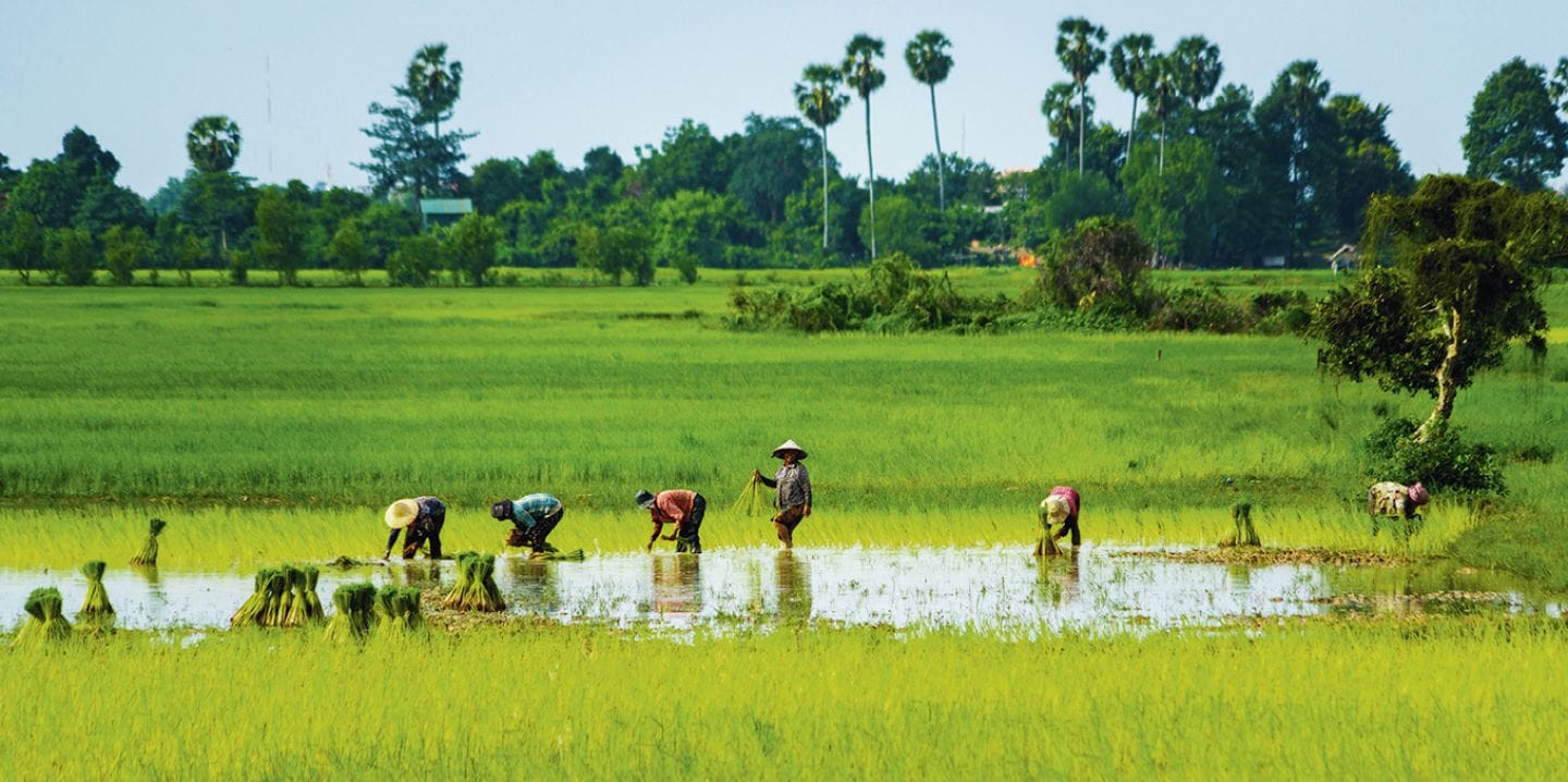Rice-Paddies_821631bb23140209ea99c8f810f75634