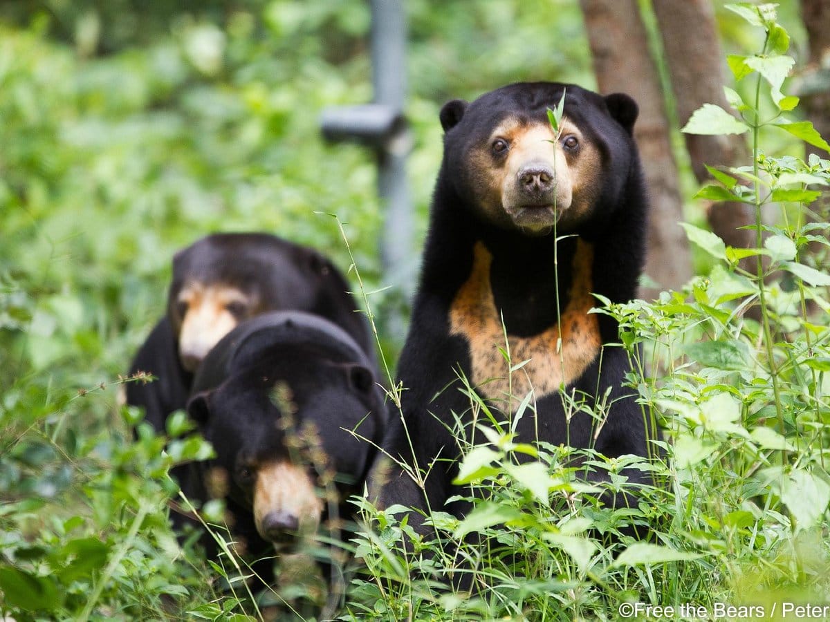 bear-care-tour